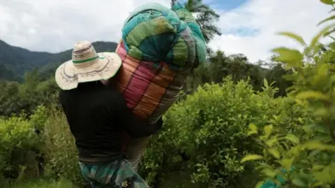 United States Designates Colombia as Non-Cooperative in Anti-Drug Efforts