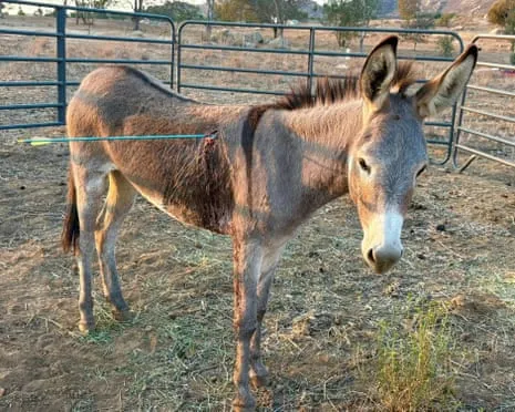 Wild Ass On the Mend After Latest Projectile Strike on Wild Burros in California