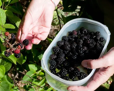 In Search Of: Scrumptious Bakes to Put to Good Use a Surplus of Handmade Jam