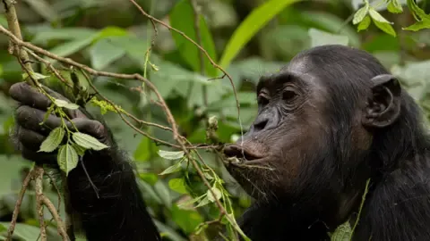 Chimpanzees Drinking a Daily Dose of a Beer Per Day from Ripe Produce, Study Shows
