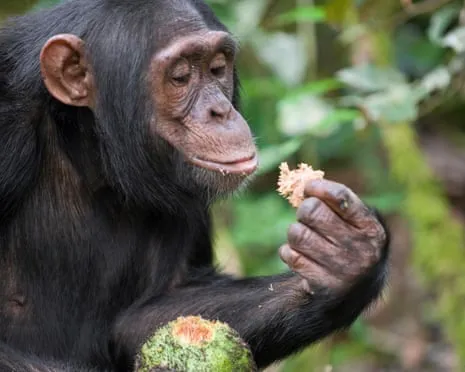 Chimpanzees Ingest Everyday Alcohol Equivalent to a Pint from Fermented Figs